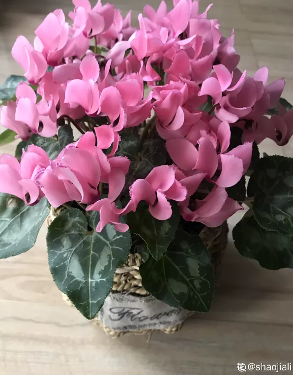 10種花,小盆“擠著養”,不爛根,植株旺,花苞突突冒 10種花,小盆“擠著養”,不爛根,植株旺,花苞突突冒