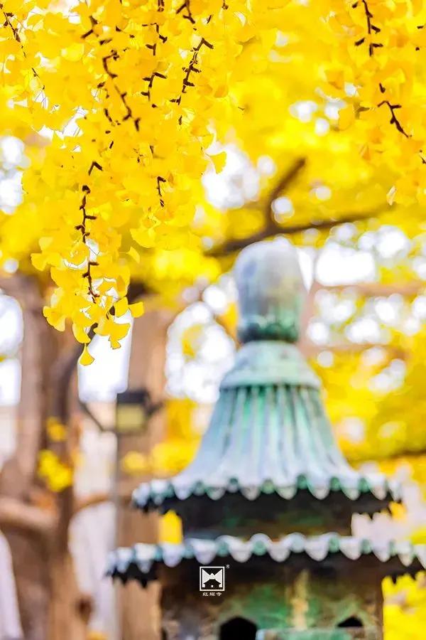 紅螺寺秋日的邀約——千年銀杏進入最佳觀賞期 紅螺寺秋日的邀約——千年銀杏進入最佳觀賞期