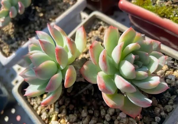 一年一度曬秋時,一年一度曬肉時 一年一度曬秋時,一年一度曬肉時