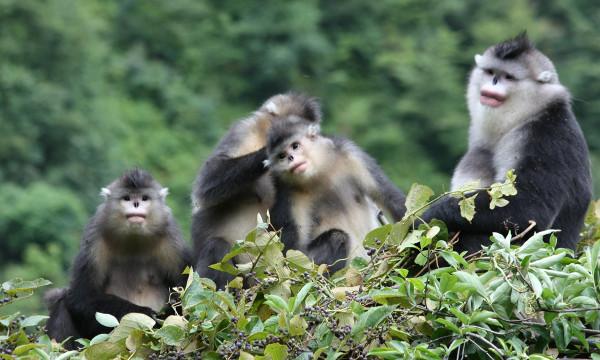 一名男子 38 年在雲南省鬱鬱蔥蔥的山谷中保護野生動物的職業生涯 一名男子 38 年在雲南省鬱鬱蔥蔥的山谷中保護野生動物的職業生涯