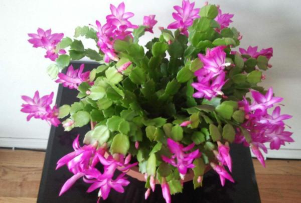 養蟹爪蘭,怎麼催花?沒有磷酸二氫鉀就用它,1個月1次 養蟹爪蘭,怎麼催花?沒有磷酸二氫鉀就用它,1個月1次