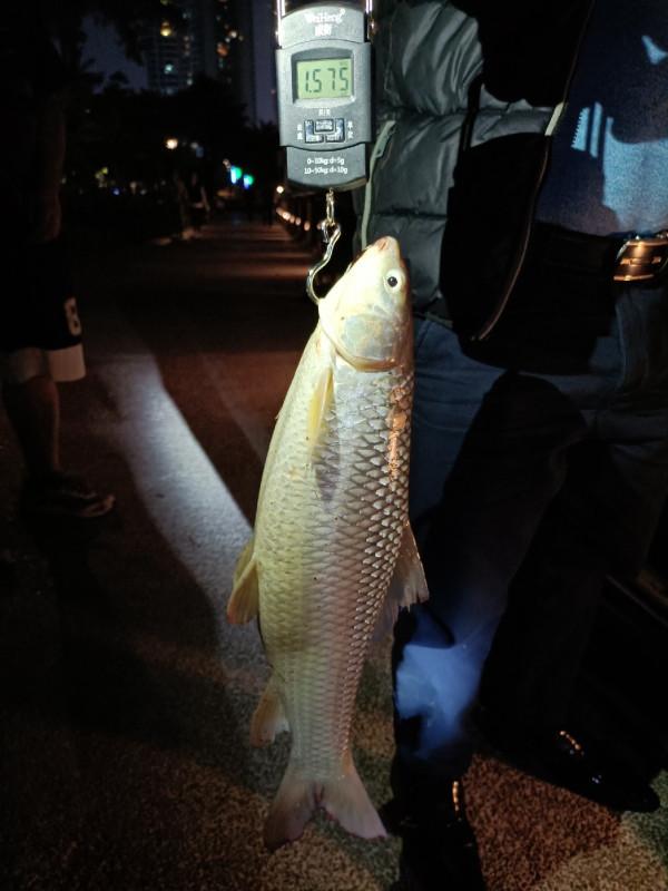 野釣河邊喜獲麥鯪，無人機組合圖案勝比煙火