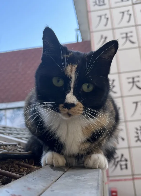 糟糕,鬍子太搶戲了 糟糕,鬍子太搶戲了