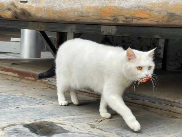 小嶽嶽：你知道我為了紅有多努力嗎？