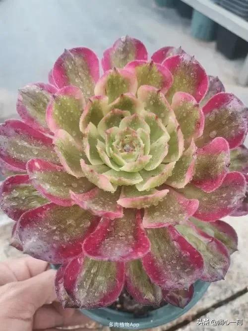 分享——不一樣的多肉