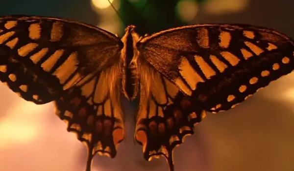 日本底層社會，這部高分黑暗電影將人性的慾望展現得淋漓盡致