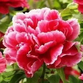 分享40多種美麗的鮮花