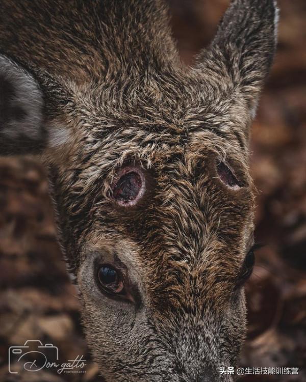 你見過躲雨的火烈鳥嗎？30張趣圖讓你大開眼界