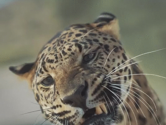 1891歲大樹的年輪，大象推翻汽車，喜鵲騎著白頭鷹，鬣狗飼養員