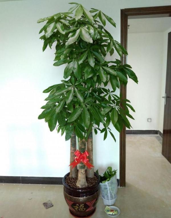 10大“吉祥花”,寓意深遠,好看又大氣,轉運又旺家 10大“吉祥花”,寓意深遠,好看又大氣,轉運又旺家