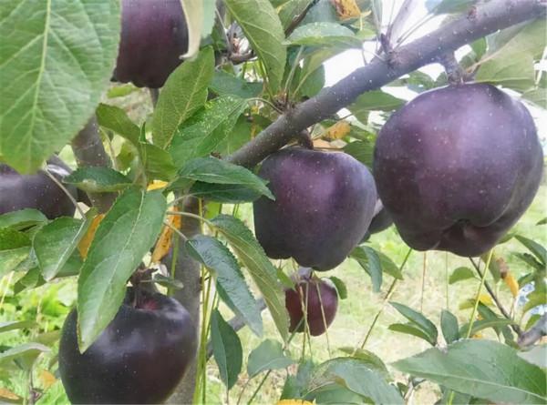 這種果樹，適合種在自家院裡，果子清脆香甜，營養豐富，養護簡單