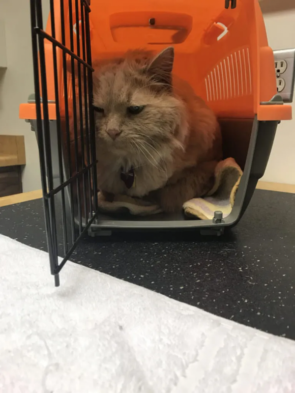 女子去寵物收容所尋求“最難領養的貓”,把一隻16歲的橘貓帶回家 女子去寵物收容所尋求“最難領養的貓”,把一隻16歲的橘貓帶回家