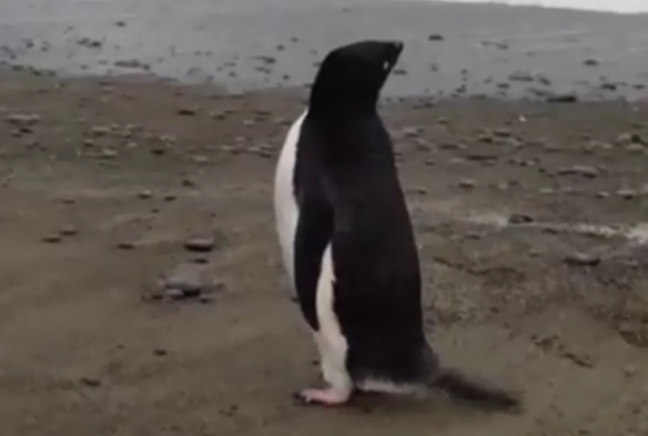 企鵝迷路到3000公里外紐西蘭 當地居民：原路游回去