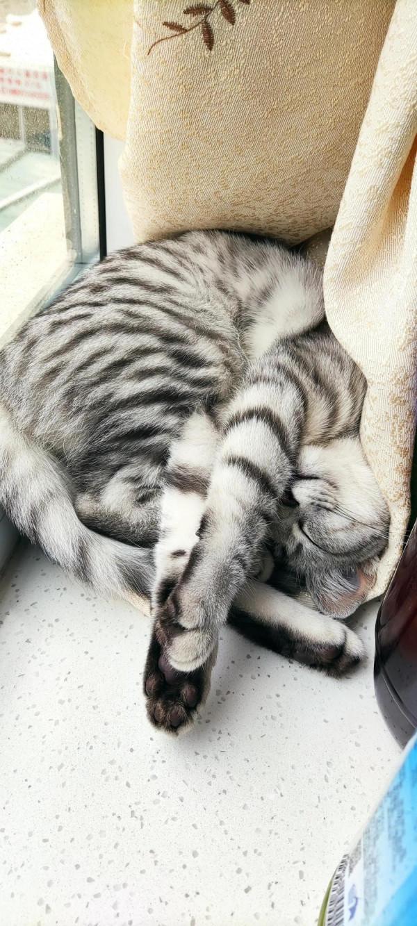 我家二毛美眉的日常（睡覺篇）