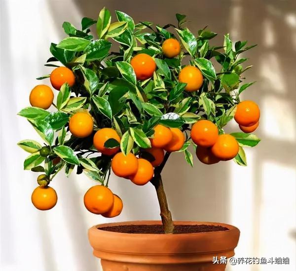 陽臺養金桔盆栽，多修剪多施肥，快速分化，枝頭掛滿金果實