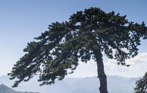 品賞名山松美