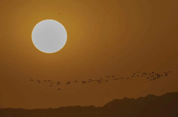 宅家“雲遊”草湖溼地,林草人帶您一起去觀鳥 宅家“雲遊”草湖溼地,林草人帶您一起去觀鳥