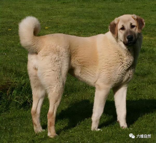 國外一隻牧羊犬幼崽剛滿月，就出來驅趕羊群，反被羊群當成小羊羔