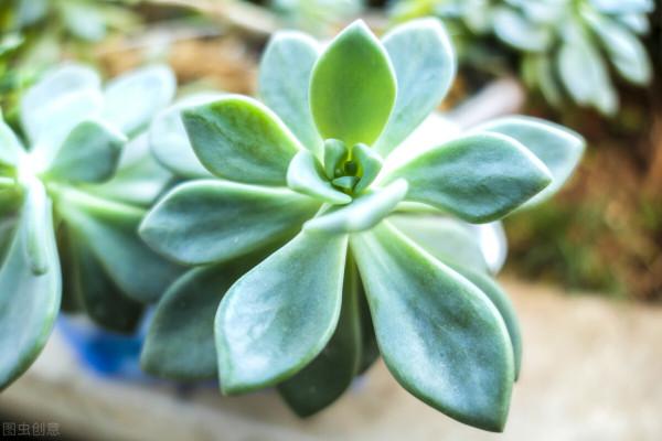 有經驗的人養多肉，都在爭分奪秒做3件事，難怪多肉長那麼好