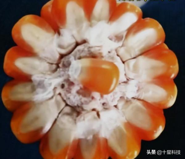 學會看玉米種子包裝袋（二）：非硬粒品種，千粒重350克以上為好