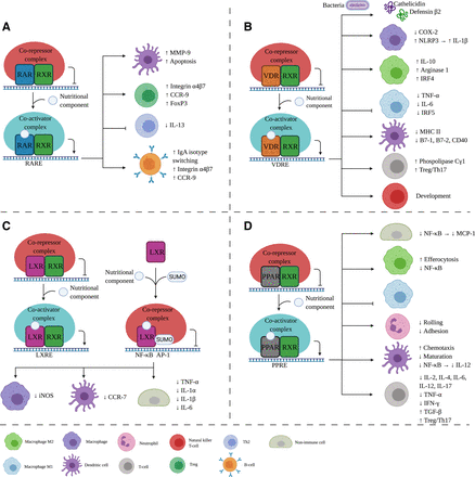 藥補不如食補,荷蘭科學家研究營養成分對免疫反應的藥理調節作用 藥補不如食補,荷蘭科學家研究營養成分對免疫反應的藥理調節作用