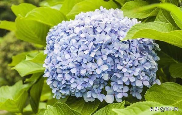 繡球花再不修剪就不開花啦