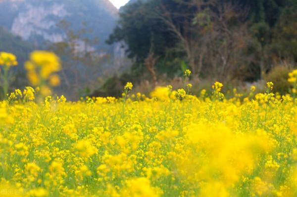 原來雲南的小眾秘境這麼美,這6處美麗而小眾的景點你都去過嗎? 原來雲南的小眾秘境這麼美,這6處美麗而小眾的景點你都去過嗎?