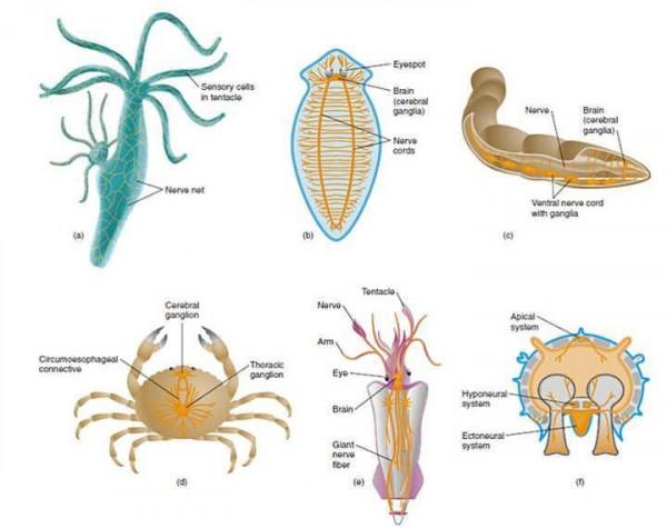 章魚有兩個記憶系統,三顆心臟,九個腦袋,為何成了一道美味? 章魚有兩個記憶系統,三顆心臟,九個腦袋,為何成了一道美味?
