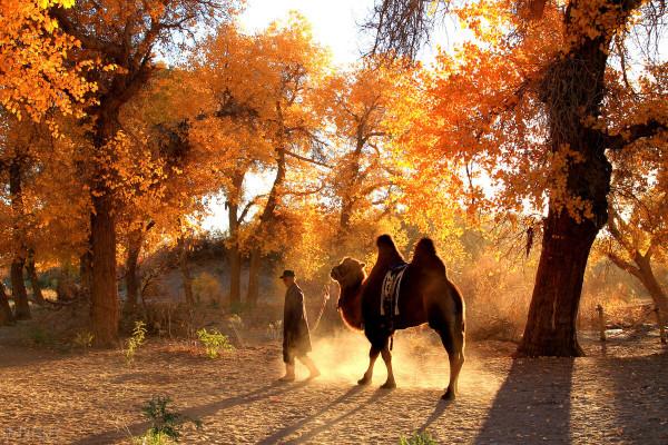 自駕遊西安到額濟納,行程3000多公里,走河西走廊還是寧夏內蒙古 自駕遊西安到額濟納,行程3000多公里,走河西走廊還是寧夏內蒙古