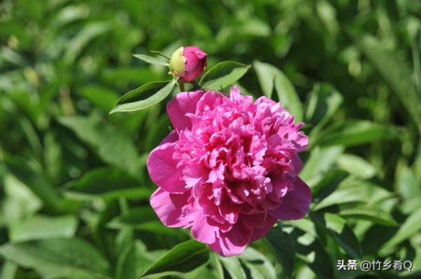 漂亮的芍藥花欣賞