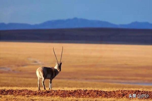 中國存在哪些全球獨有的大型動物?2006年12月13日中國白鰭豚滅絕 中國存在哪些全球獨有的大型動物?2006年12月13日中國白鰭豚滅絕