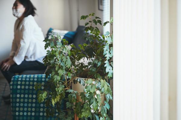 自由撰稿人，曬出自己55㎡小家：悠閒自在，住起來超治癒