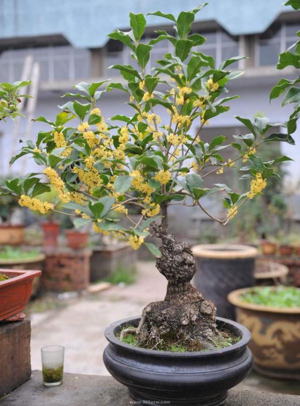 10大“吉祥花”,寓意深遠,好看又大氣,轉運又旺家 10大“吉祥花”,寓意深遠,好看又大氣,轉運又旺家