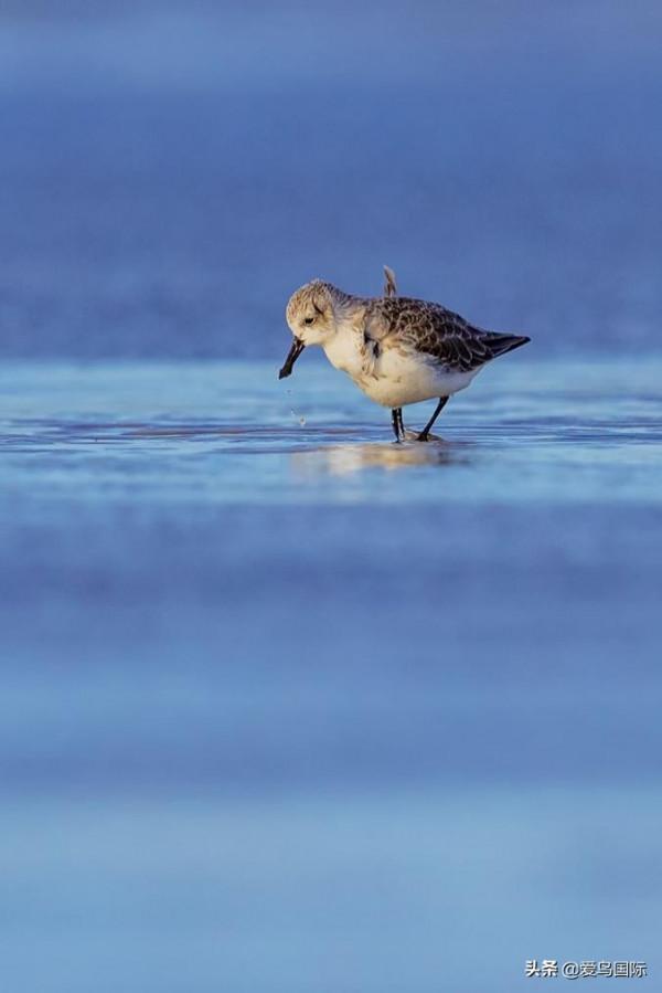 自帶“飯勺”的極危物種 勺嘴鷸