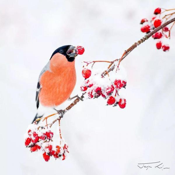 大雪中的鳥，太美了