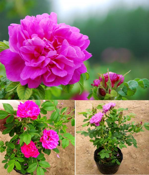 人養花，花亦養人！8種能“吃”的花，漂亮又美味，建議養一盆