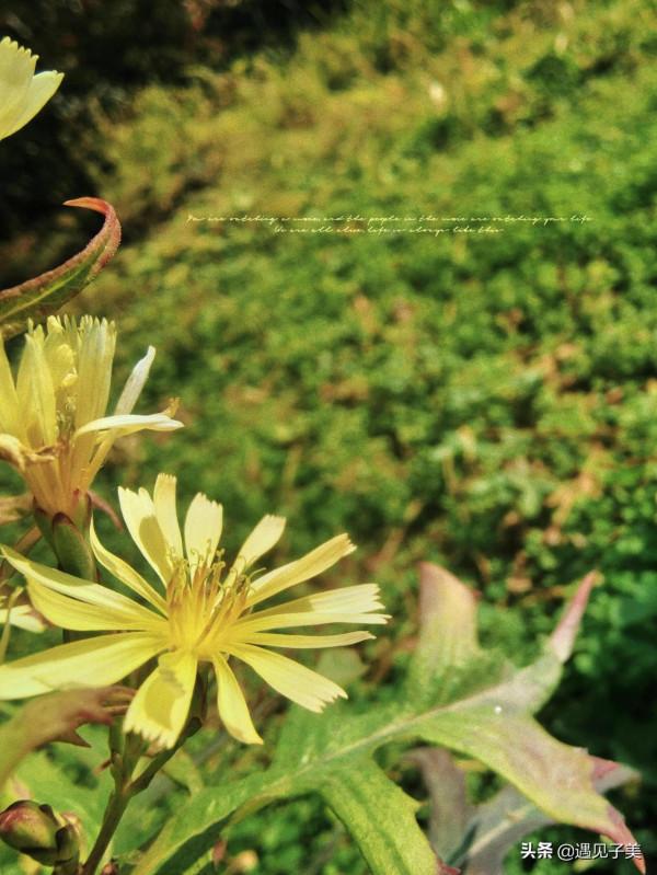 散文：歲暮回望，時光如梭，留待一場白雪