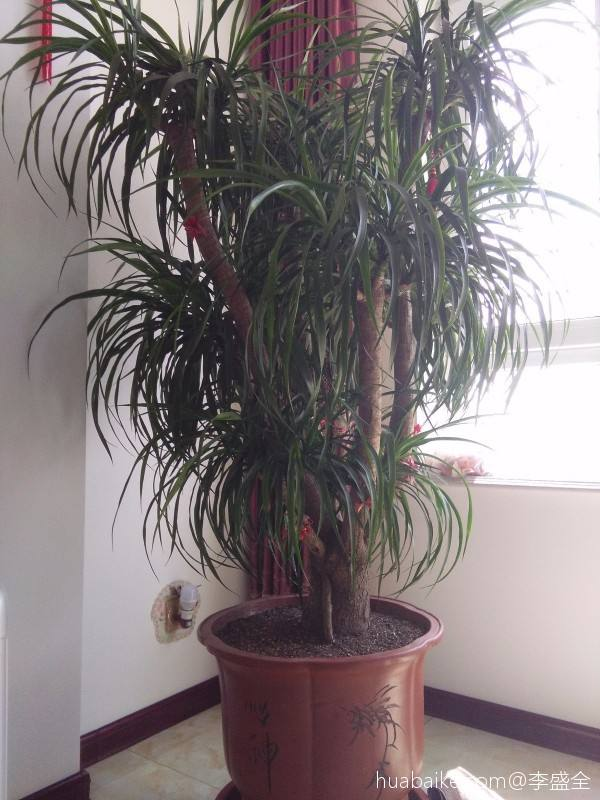 霸氣的“祥龍花”，養在家裡能鎮宅，安全感滿滿