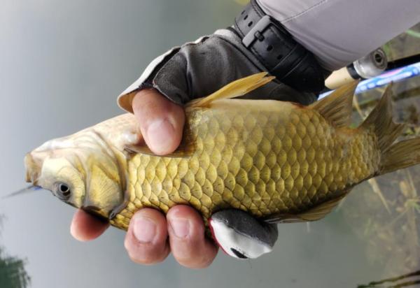 秋天過半，隨著溫度下降這九種魚要釣不到了，朋友們抓緊時間