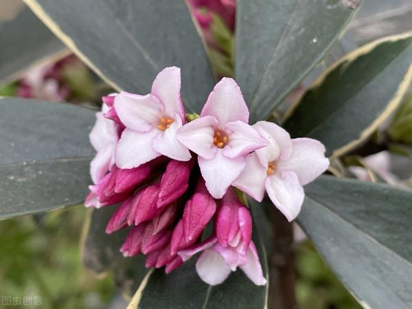 寓意祥瑞，瑞香花。過年養一盆，室內馨香，祥瑞安康