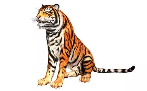 印度珍稀物種 | 有些貓，負責威武就夠了