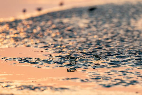 自帶吃飯勺子的小鳥——勺嘴鷸