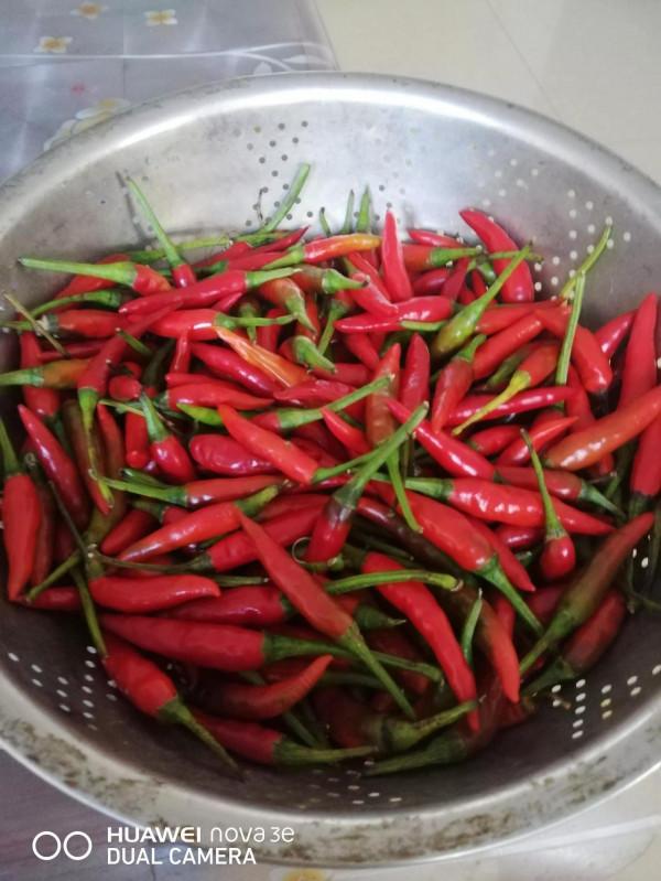 退休後有我這樣喜歡種菜垂釣的夥伴嗎？