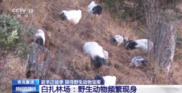 野生動物頻繁現身林場！看岩羊遷徙季下的天然寶庫