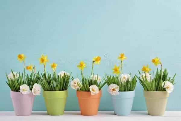 水仙花 大全 請欣賞 美極了