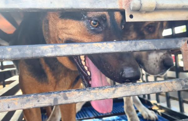 河南:900塊!大叔臨別拍著狗狗腦袋,讓回頭的狗狗跟著狗販享福 河南:900塊!大叔臨別拍著狗狗腦袋,讓回頭的狗狗跟著狗販享福