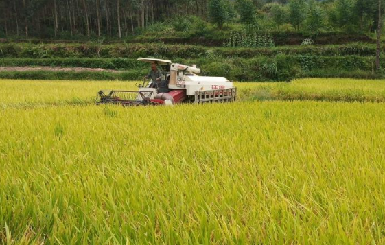 糧食安全黨政同責成效突出 | 貴州糧食總產量奪得大豐收
