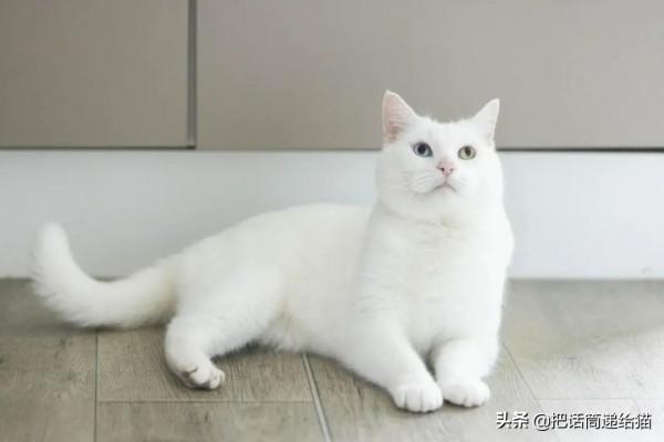 腦癱男孩與他的三腳貓老師:對有些人來說,有貓在就是團圓 腦癱男孩與他的三腳貓老師:對有些人來說,有貓在就是團圓