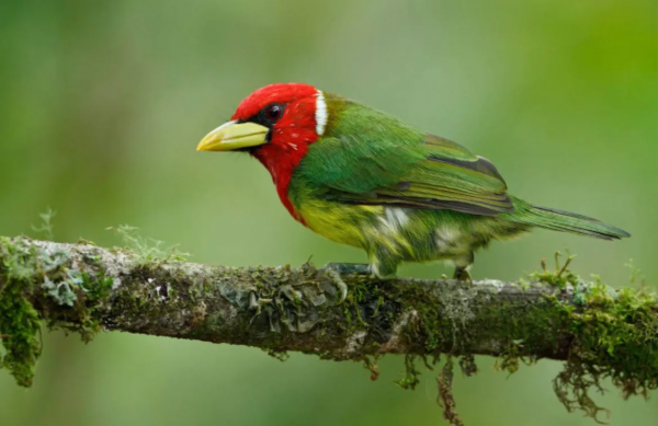 珍稀鳥兒60種，喜歡的來看了
