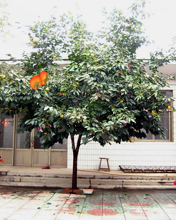 有院子就種“五種樹”,“老祖宗”留下的吉祥話,不是沒有道理 有院子就種“五種樹”,“老祖宗”留下的吉祥話,不是沒有道理